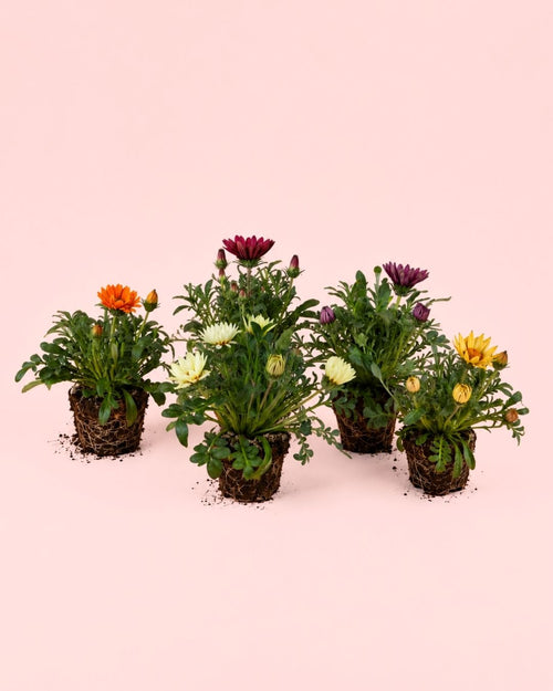 Gazania - Flor del Tesoro Mix M