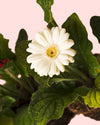 Gerbera Mix Mini Flor blanca