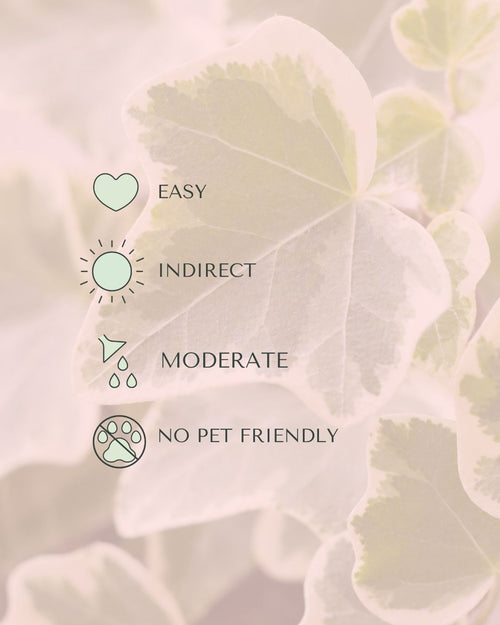 Hedera-Helix-Mix-Mini-care