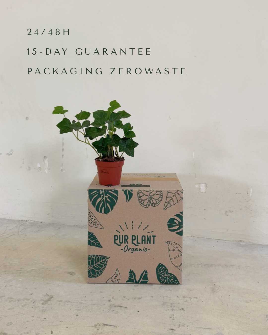 Hedera Hibernica - Hiedra Mini