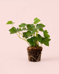 Hedera Hibernica - Hiedra Mini