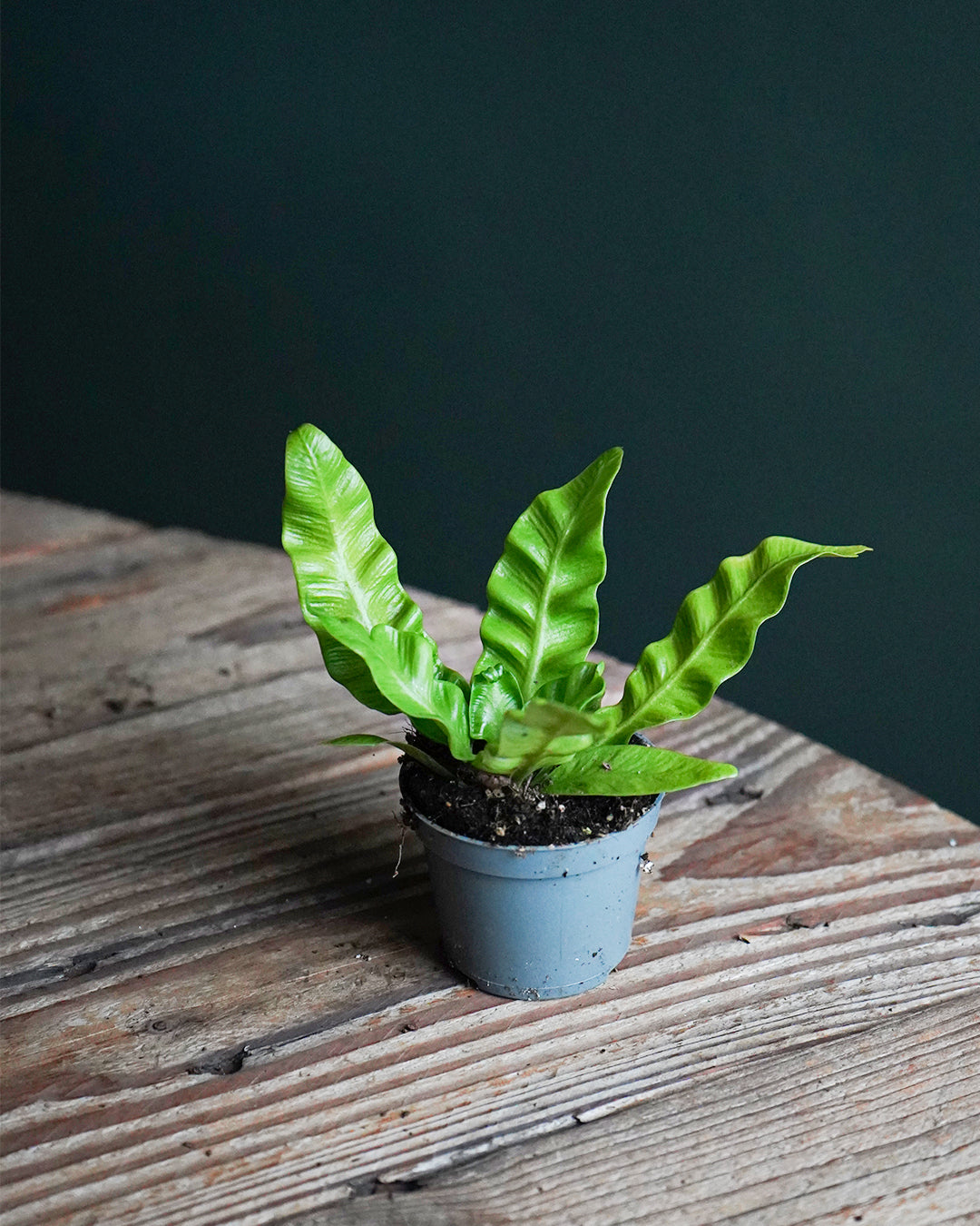 Helecho Asplenium Crispy Wave real