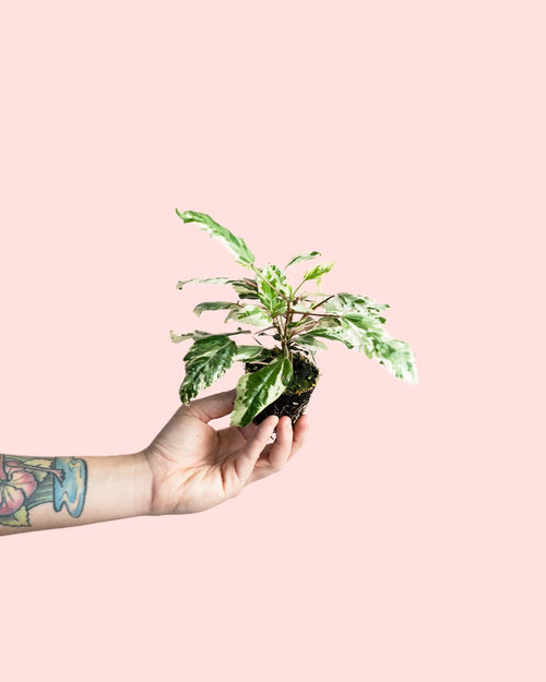 Hibiscus Variegado Mini