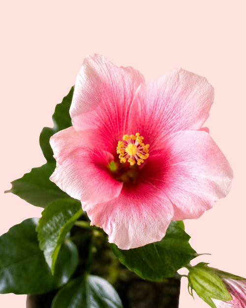 Hibiscus Flor Mix Mini pink