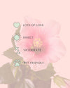Hibiscus Flor Mix Mini pink care