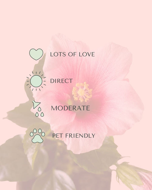 Hibiscus Flor Mix Mini pink care