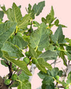 Higuera_arbol_XXL-detail