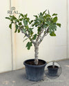 Higuera Árbol XXL real