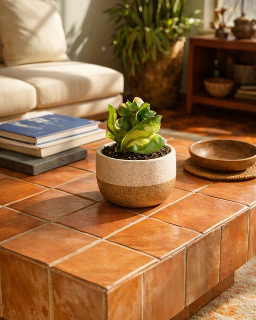 Hoya-carnosa-amarilla-mini-contexto