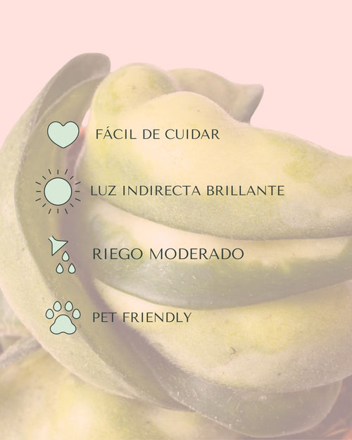 Hoya-carnosa-amarilla-mini-cuidados