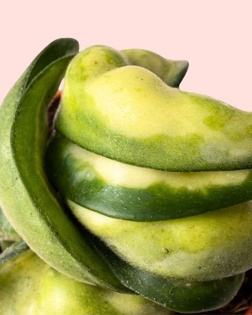 Hoya-carnosa-amarilla-mini-detalle