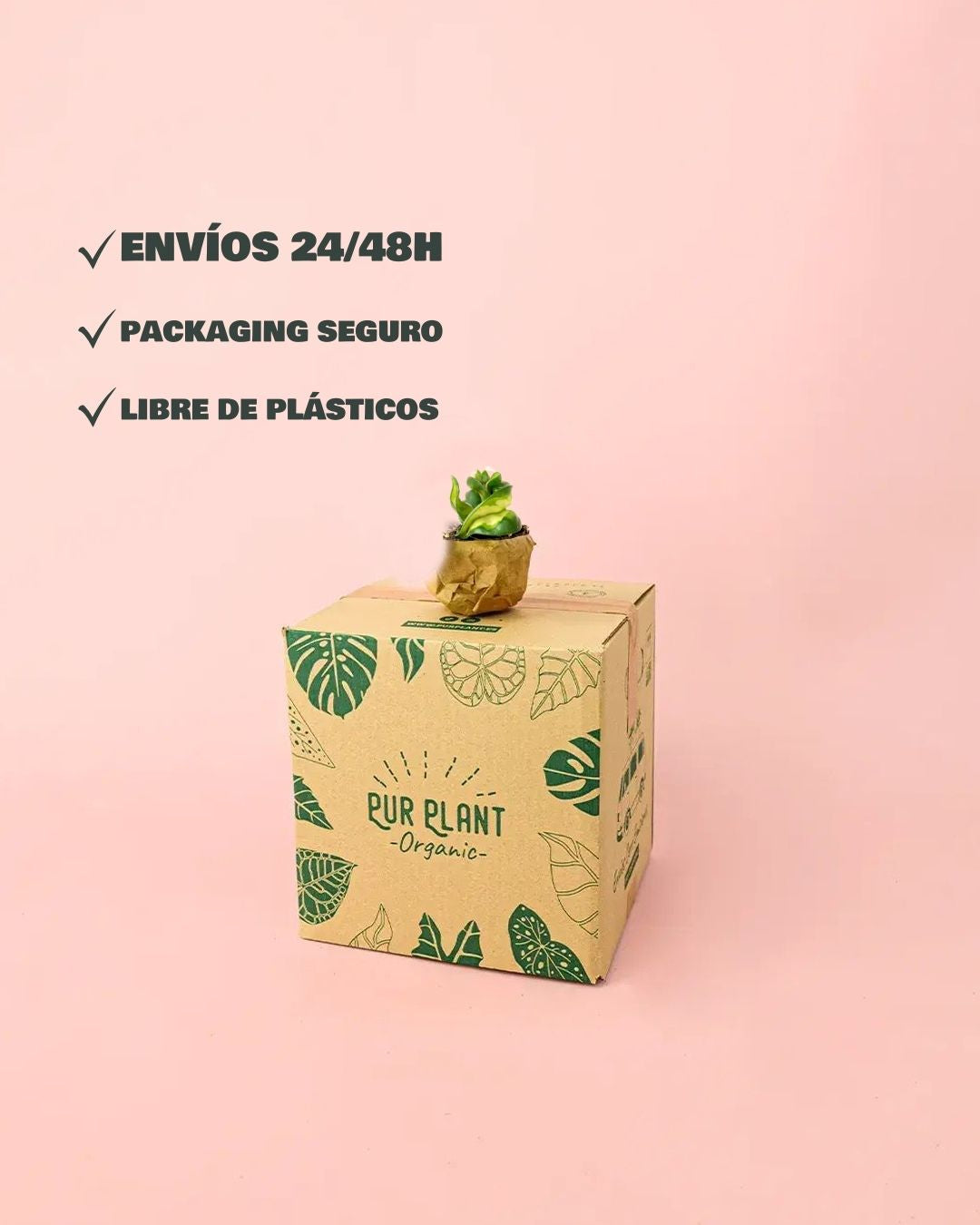 Hoya-carnosa-amarilla-mini-packaging