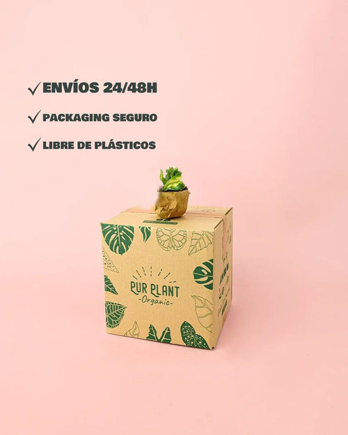 Hoya-carnosa-amarilla-mini-packaging