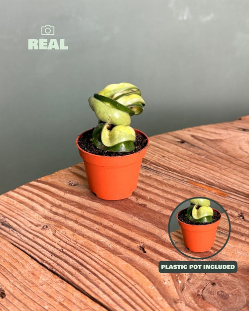 Hoya-carnosa-amarilla-mini-real