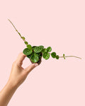 Hoya Mathilde Splash Mini