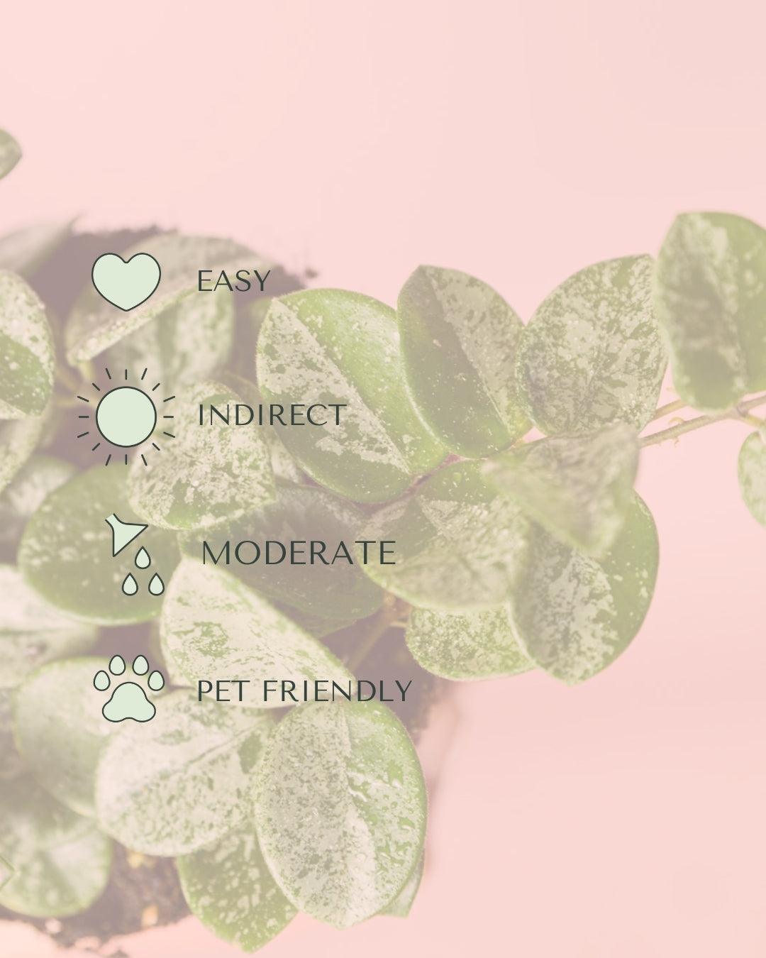 Hoya Mathilde Splash Mini care