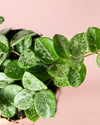 Hoya Mathilde Splash Mini detail
