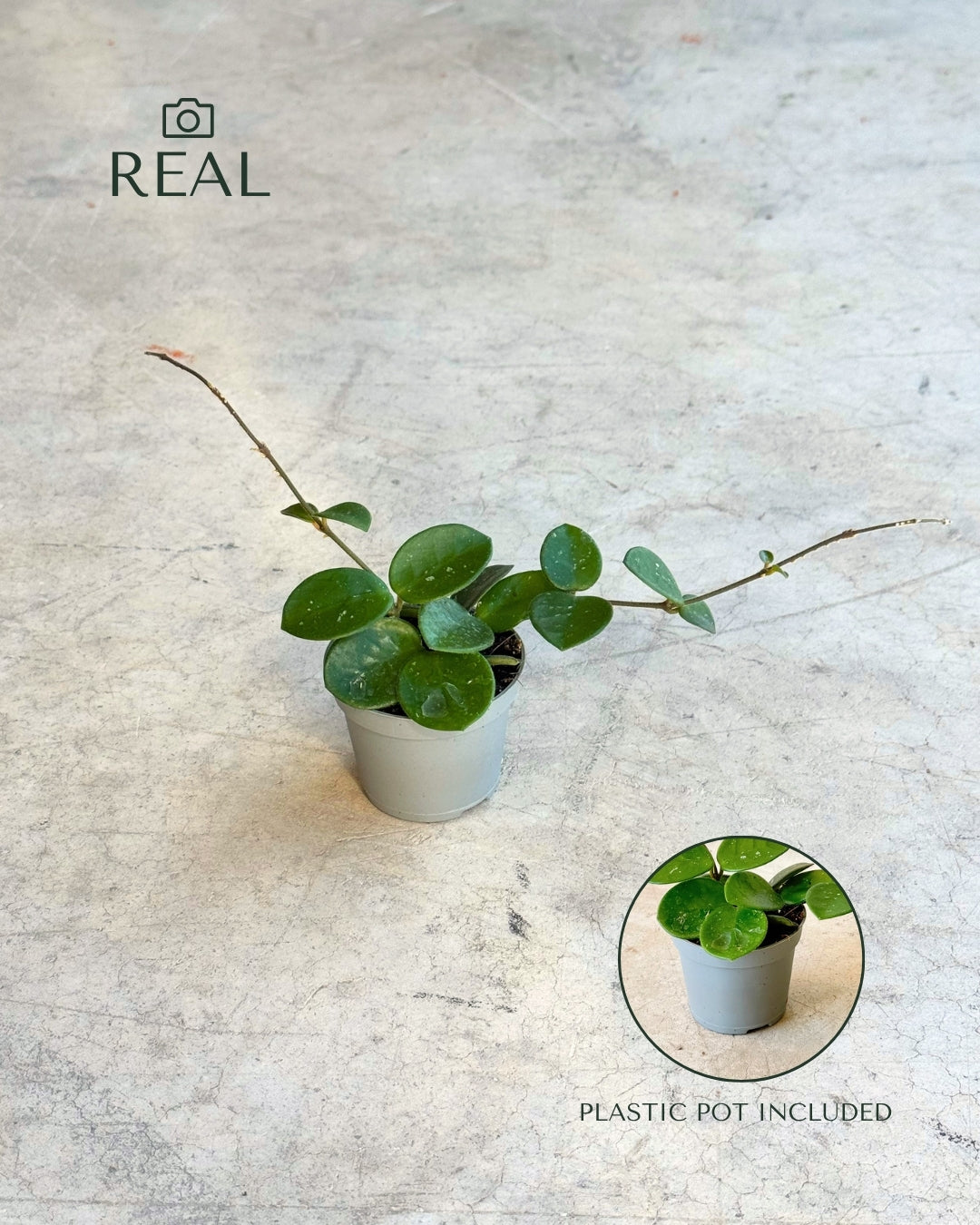 Hoya Mathilde Splash Mini real