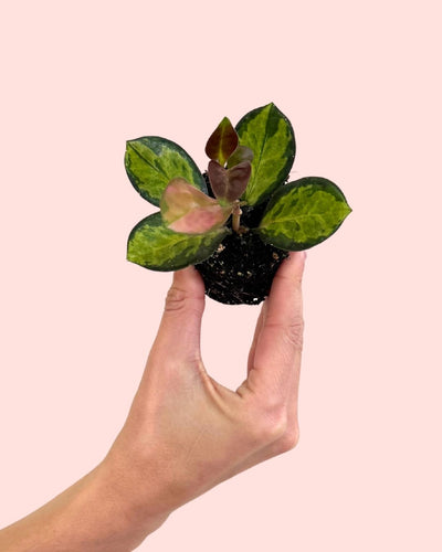 Hoya Australis Tricolor Mini