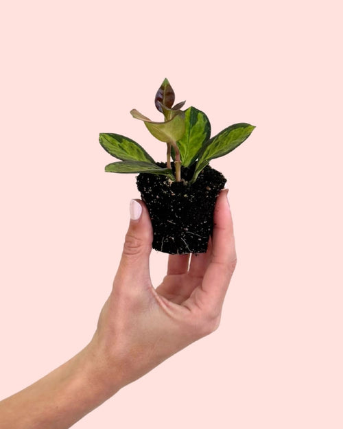 Hoya Australis Tricolor Mini