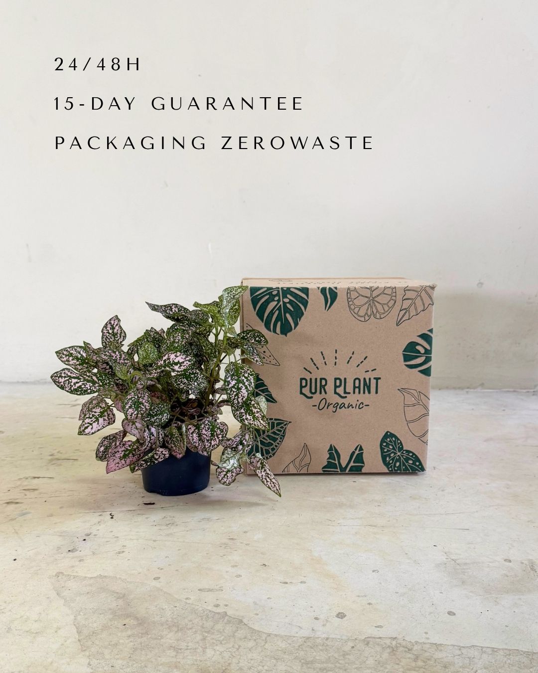 Hypoestes Pink M packaging