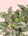 Hypoestes Pink detail