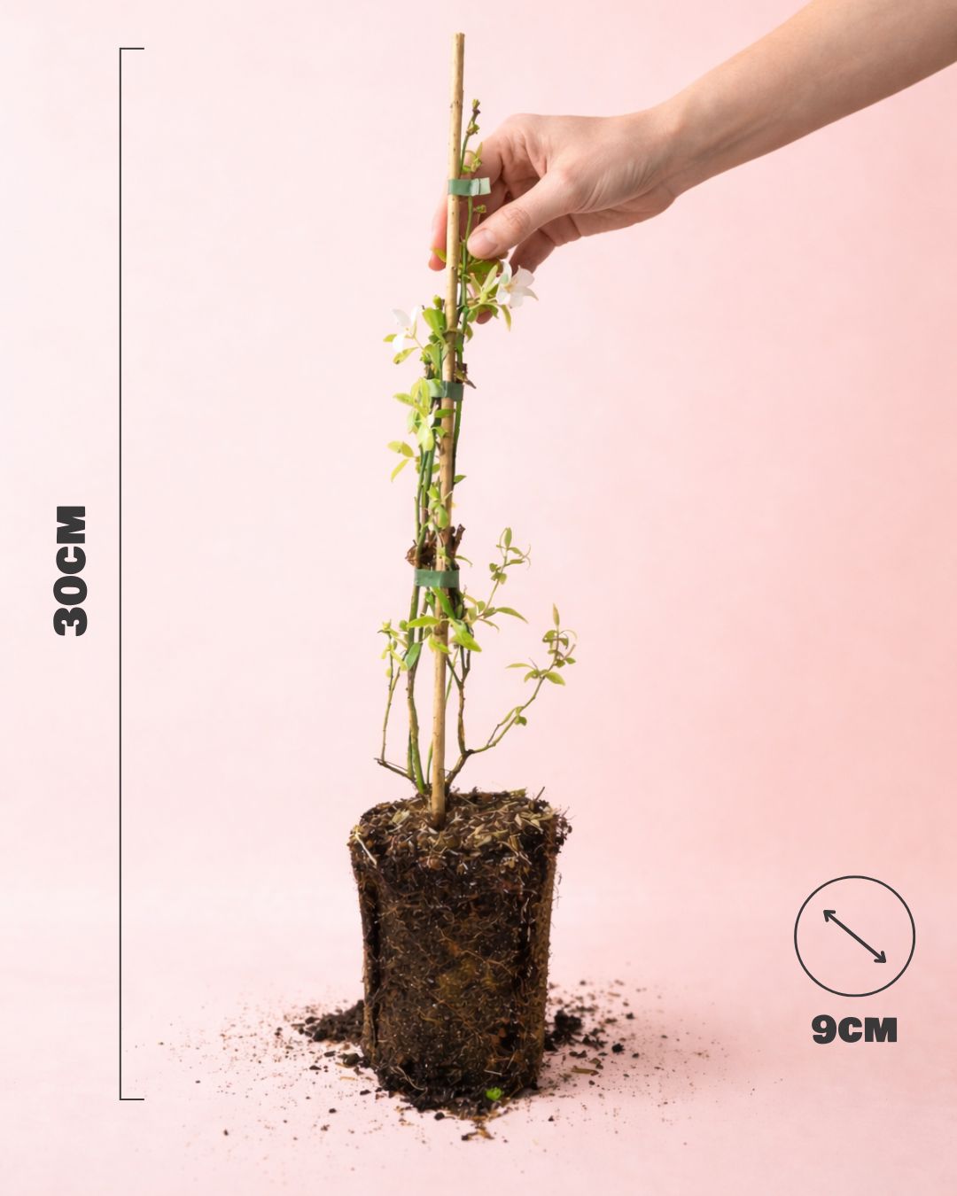 Jasminum Officinale - Jazmín Común Mini