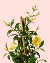 Jazmin Amarillo detail