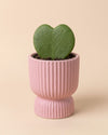 Jolie-_Mini_Maceta_Pink_6cm_planta