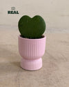 Jolie-_Mini_Maceta_Pink_6cm_real