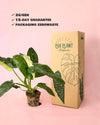 Jose-Buono-M-packaging