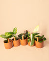 Kit 5x Mini Tubos Autorriego Terracota