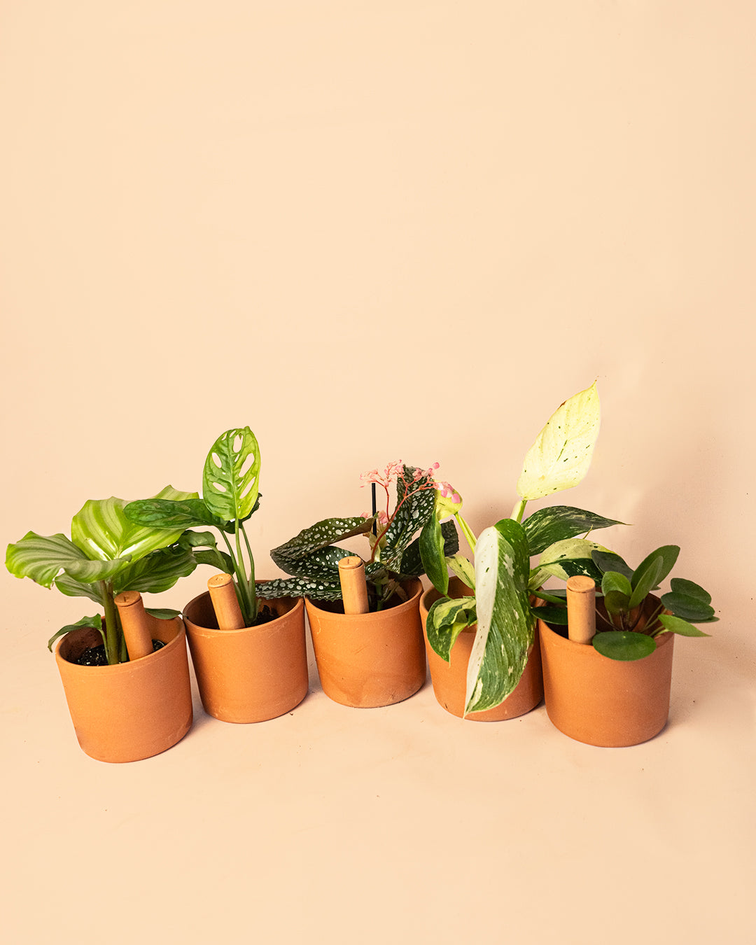 Kit 5x Mini Tubos Autorriego Terracota