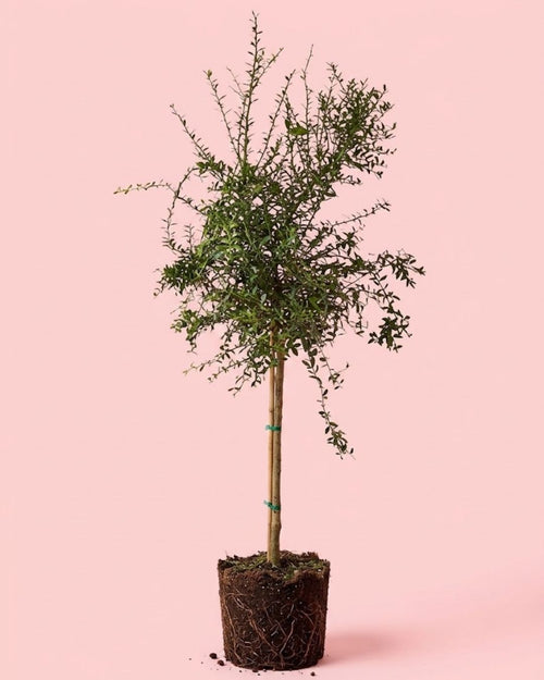 Árbol Limonero Caviar XL (Citrus australasica), árbol frutal natural de Pur Plant
