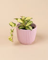 Lines – Mini Maceta Rosa 6 cm