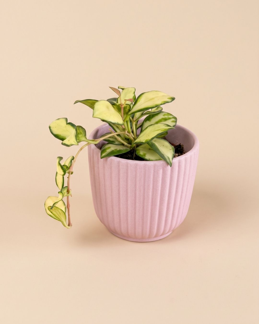 Lines – Mini Maceta Rosa 6 cm