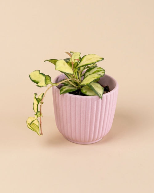 Mini maceta de cerámica Lines rosa con una planta