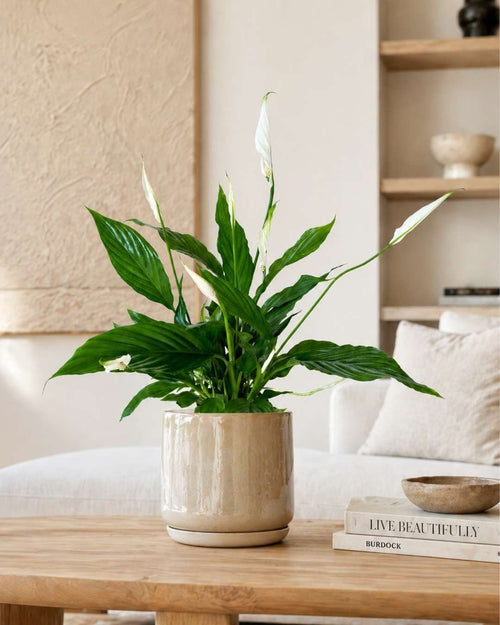 Lirio-de-La-Paz-M-context