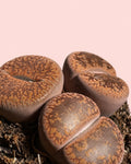 Lithops Rubra – Piedra Viva