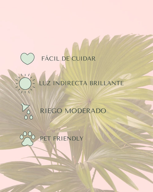 Livistonia-palmera-abanico-cuidados