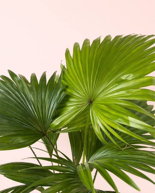 Livistonia-palmera-abanico-detalle