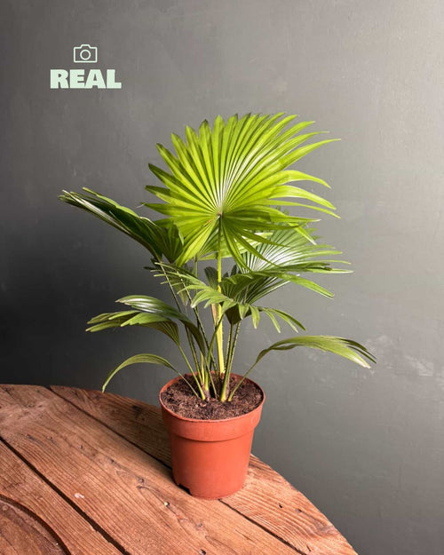 Livistonia-palmera-abanico-real