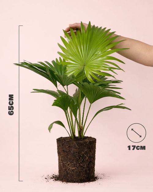 Livistonia-palmera-abanico-size