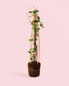 Lonicera Japonica Red World M