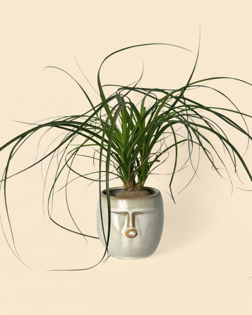 Maceta-cara-gris-planta