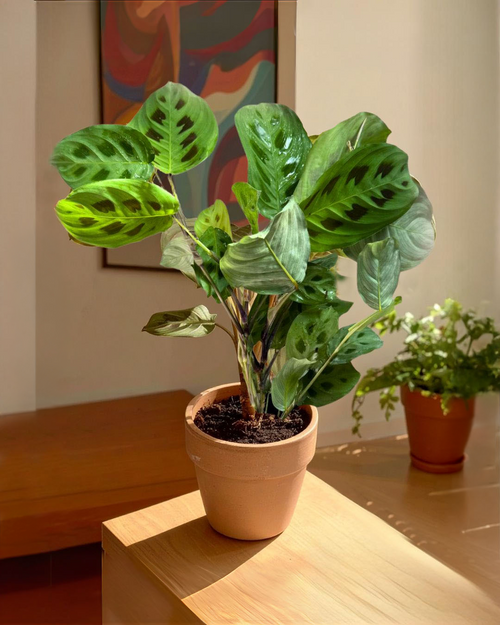 Maranta Leuconeura Kerchoveana contexto salon