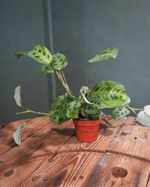 Maranta Leuconeura Kerchoveana-real