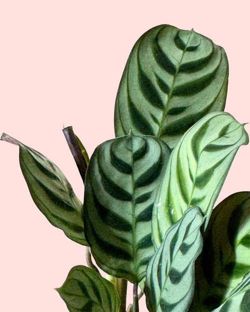 Maranta Amabilis Mini detail