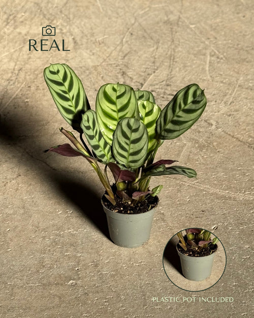 Maranta Amabilis Mini real
