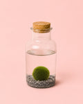Terrario Pure – Marimo Ball Botella